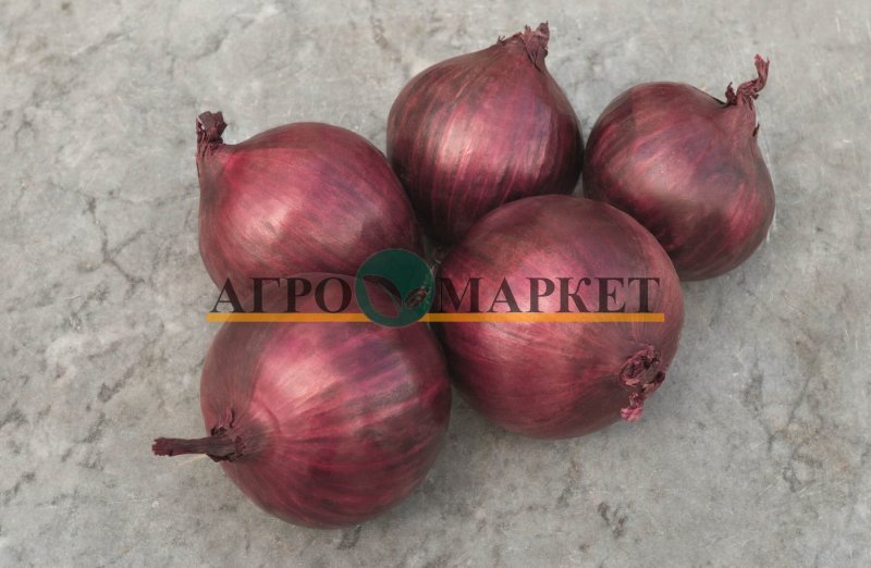 Лук Яровой РЕД РАМ F1 (250 000 семян) прец. Bejo