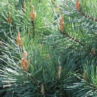 Сосна обыкновенная Ватерери (Pinus sylvestris Watereri) (100-120см, саженец конт. 130л)