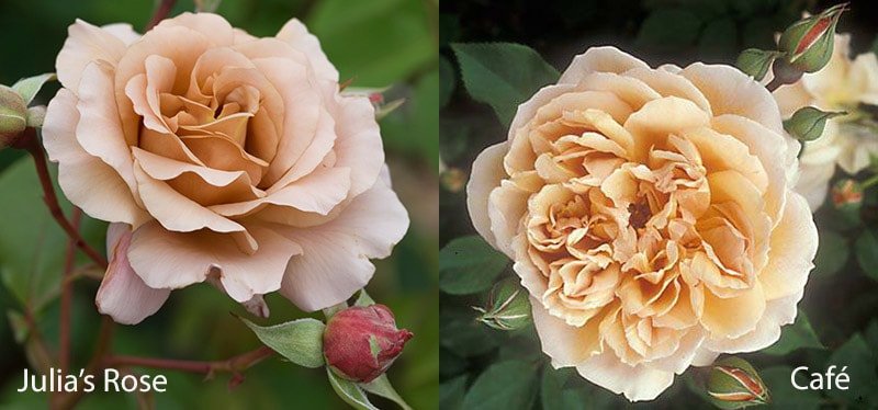 Сорта роз коричневого цвета: Julia's Rose, Cafe