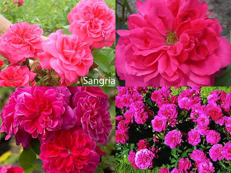 Роза флорибунда - сорт Sangria