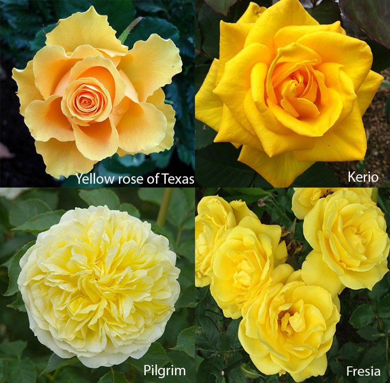 Желтые розы: сорта Yellow rose of Texas, Kerio, Fresia,Pilgrim