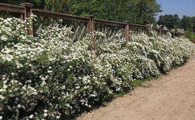 Кустарники для живой изгороди быстрорастущие и морозоустойчивые фото и названия