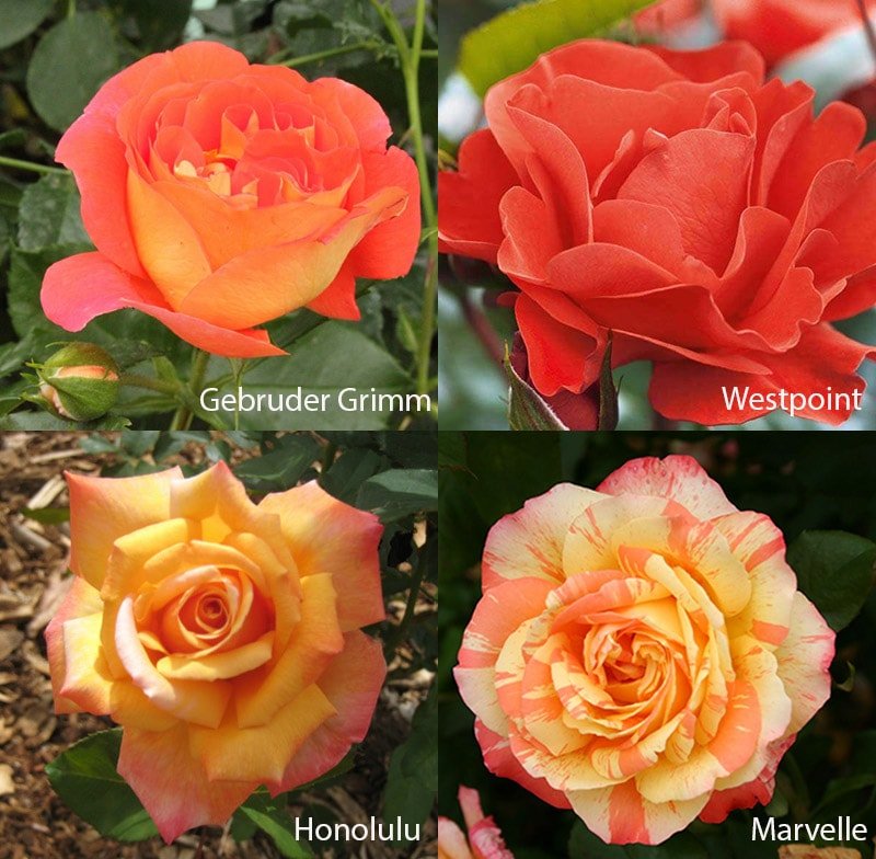 Сорта роз оранжевого цвета: Gebruder Grimm, Honolulu, Marvelle, Westpoint