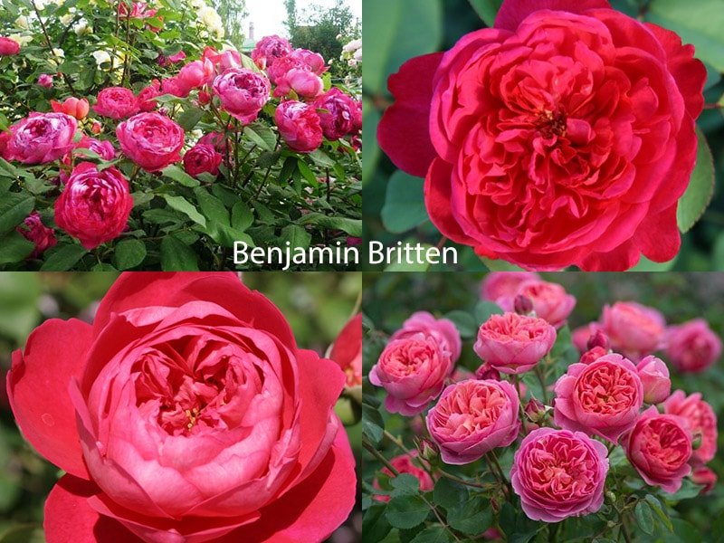 Сорт английских роз Benjamin Britten