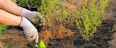 Как сделать живую изгородь на даче. Посадка, растения и уход за живой изгородью