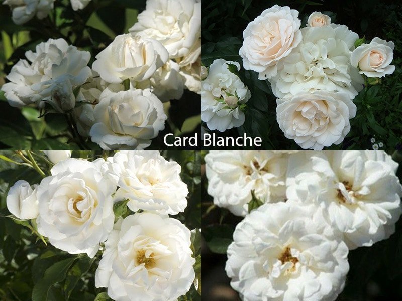 Сорт роз флорибунда Card Blanche