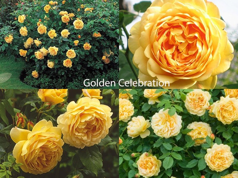 Розы Остина Golden Celebration