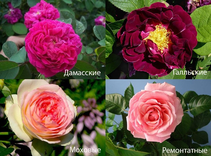 Розы Парковые Сорта Фото Описание