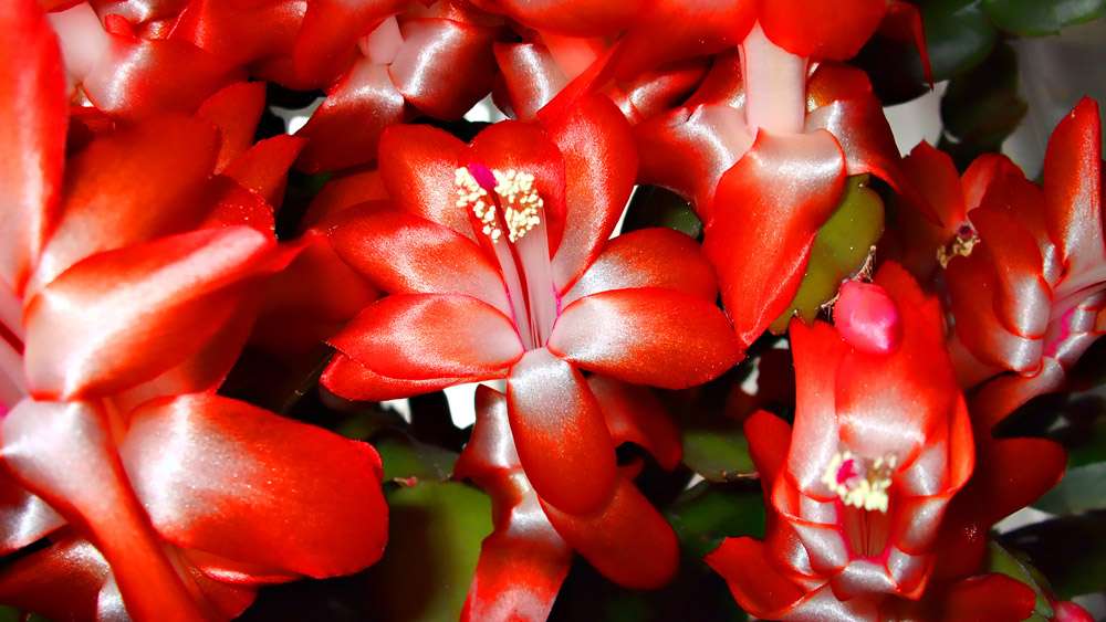 Красные лилии - прекрасные цветы для сада