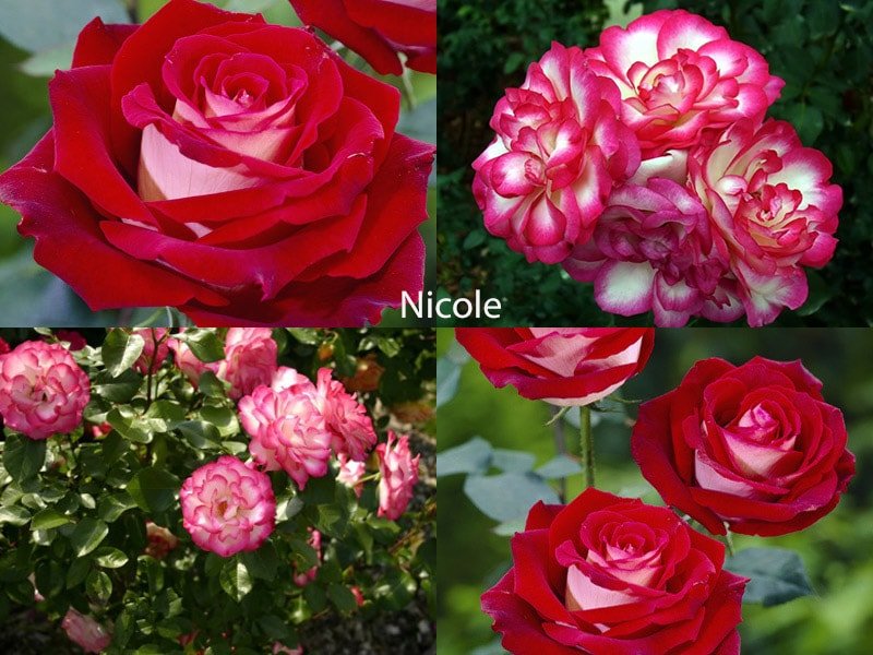 Сорт роз Nicole