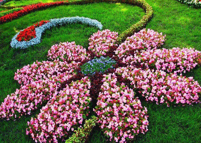 Многолетние цветы для клумбы на даче – название, условия выращивания, фото