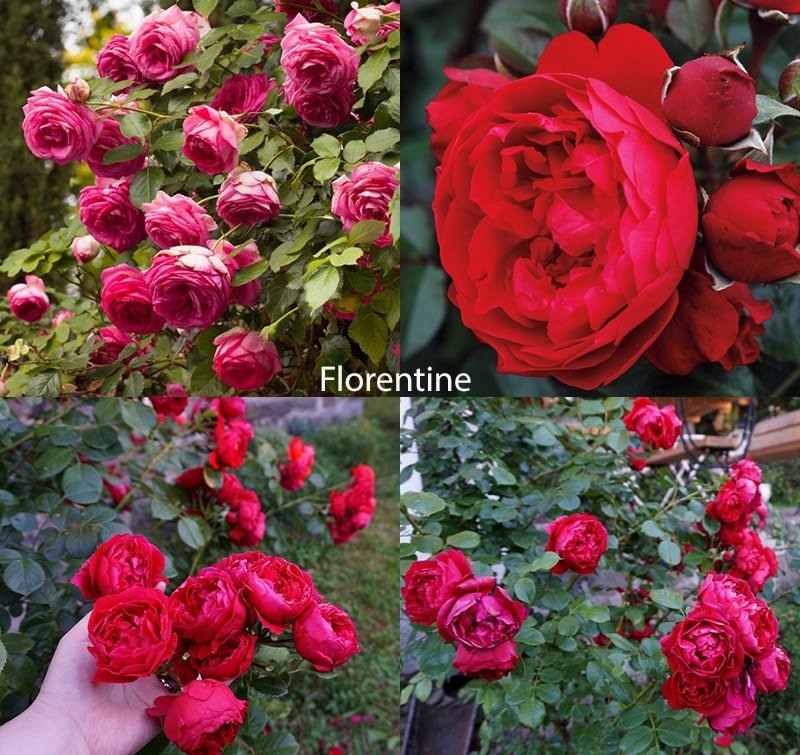 Сорт роз - Florentine 