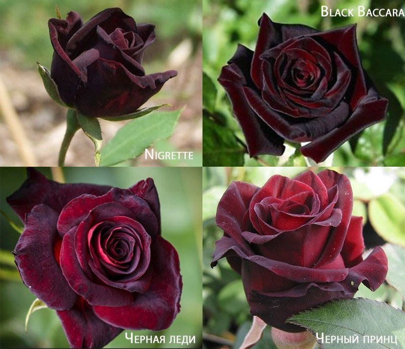 Черные розы, сорта Черная Леди, Черный принц, Black Baccara, Nigrette