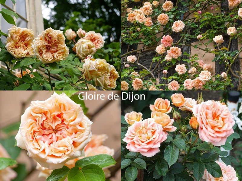 Сорт роз Gloire de Dijon