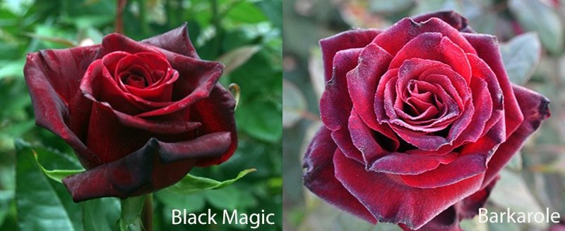 Сорта черных роз: Black Magic, Barcarole