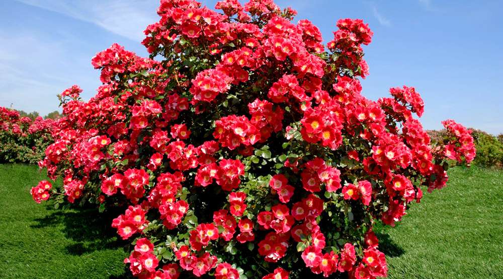 Красивые красные цветы, которые стоит посадить в своем саду