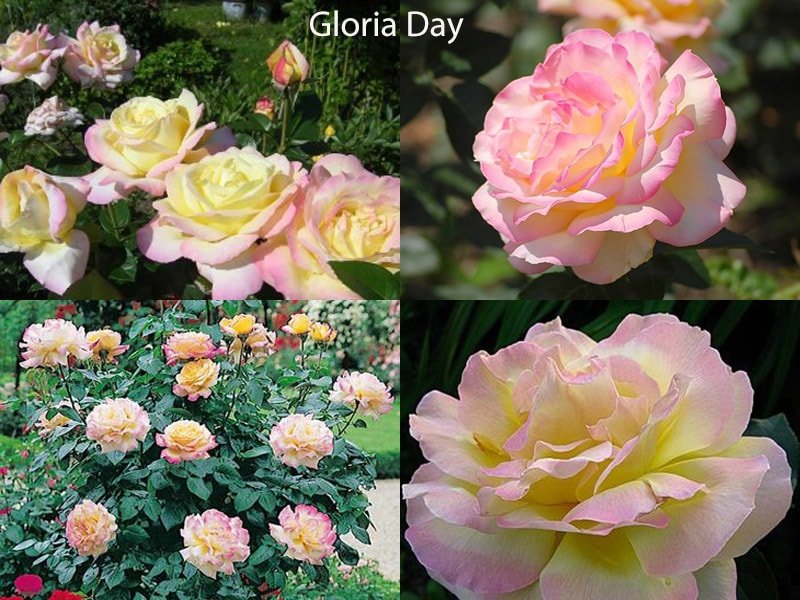 Сорт роз Gloria Day ( Gloria Dei)