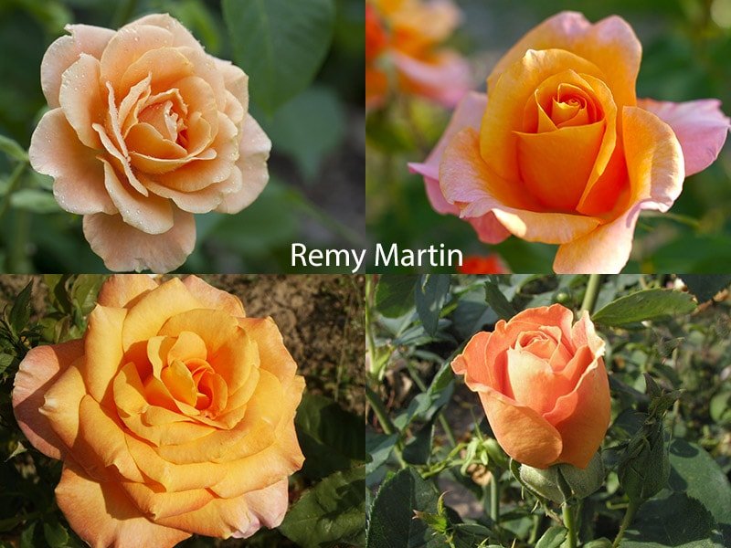 Сорт роз Remy Martin