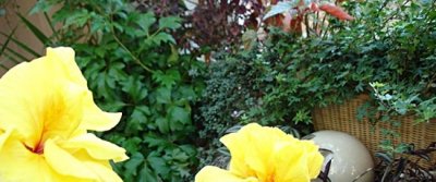 Зимний сад в квартире своими руками