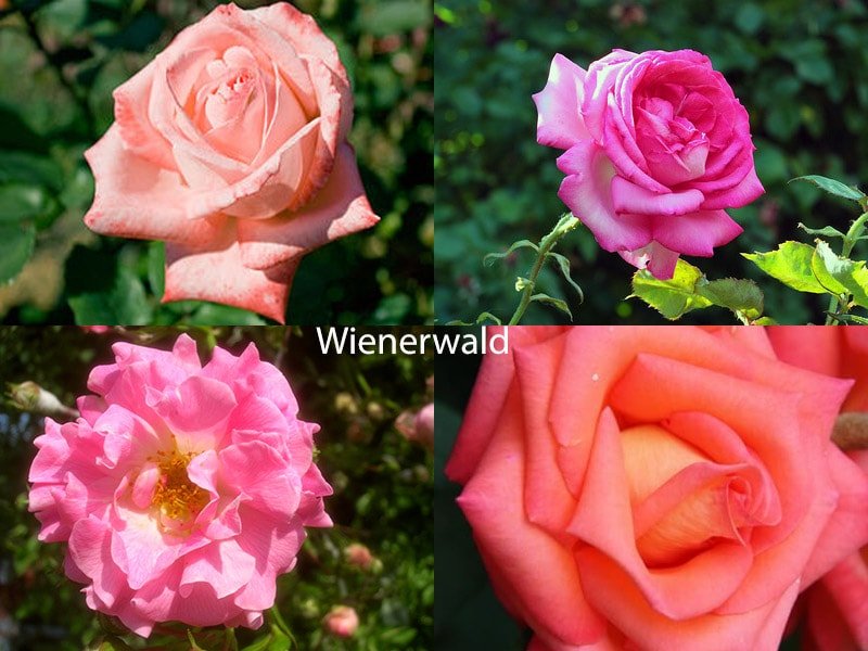 Сорт роз Westerland