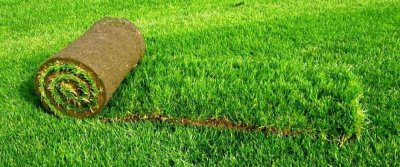 Устраиваем дачный газон