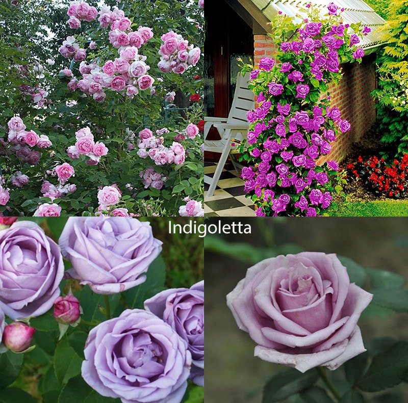 Виды садовых роз с фото и описанием все разновидности
