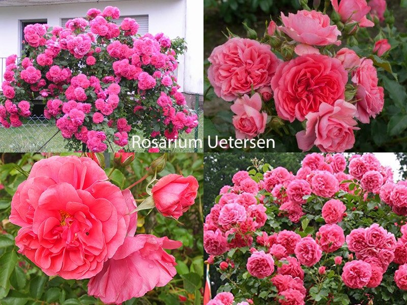 Морозоустойчивый сорт роз Rosarium Uetersen