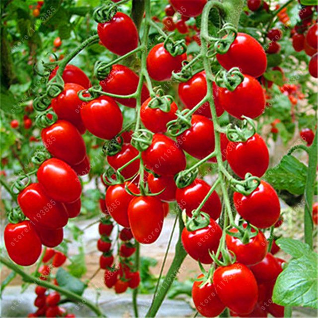Семена томатов «Черри» lchsesi (200 шт./пак.)