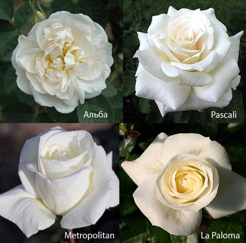 Белые розы: сорта Альба, Pascali, La Paloma, Metropolitan