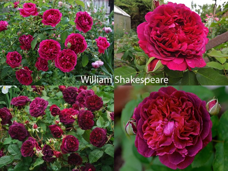 Сорт роз William Shakespeare (Вильям Шекспир) 