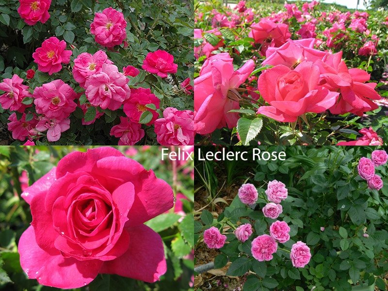 Сорт канадских роз Felix Leclerc Rose