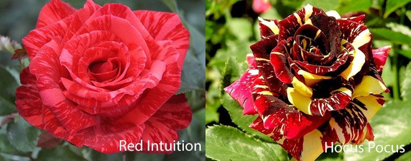 Многоцветные сорта роз - Red Intuition, Hocus Pocus
