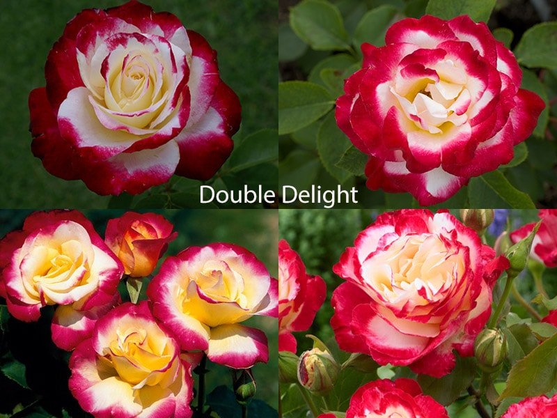 Роза double delight фото и описание