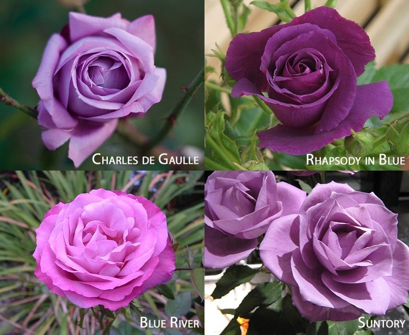 Розы фиолетового цвета, сорта Blue River, Charles de Gaulle, Rhapsody in Blue, Suntory