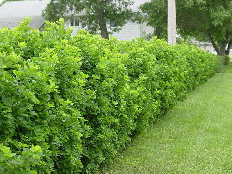 bushes caragana lg