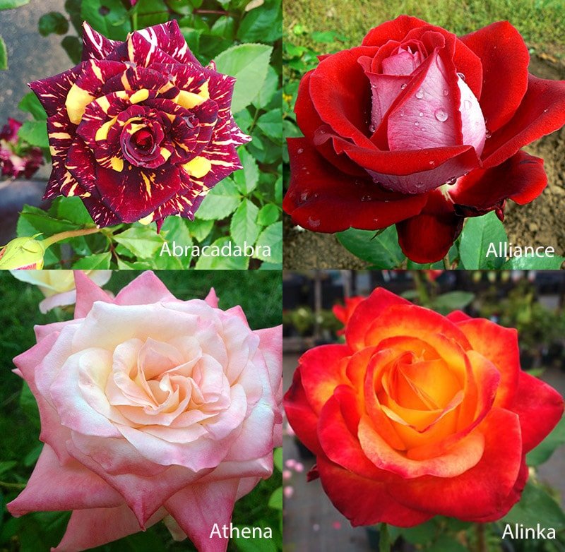 Разноцветные сорта роз - Афина, Абракадабра, Альянс, Алинка