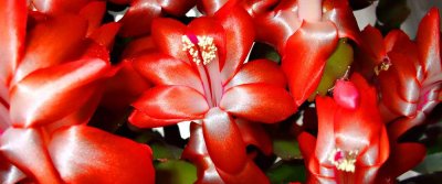 Какие красные цветы стоит посадить в саду