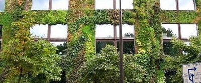 Вертикальное озеленение своими руками