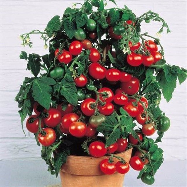 Карликовые томаты для горшков Skunhe (200 шт./пак.)