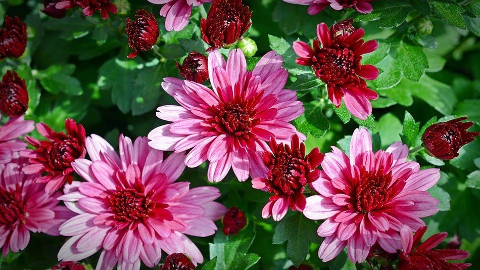 ТОП-5 однолетних цветов для дачи. Хризантемы фото 1