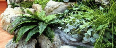 Комнатные растения в интерьере квартиры