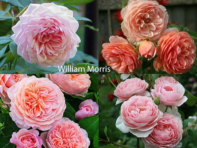 Сорт английских роз William Morris