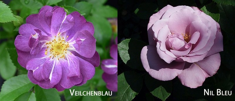 Фиолетовые розы, сорта Vielchenblau, Nil Bleu 