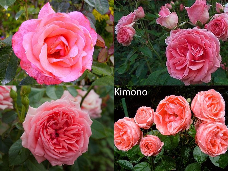 Роза флорибунда, сорт kimono