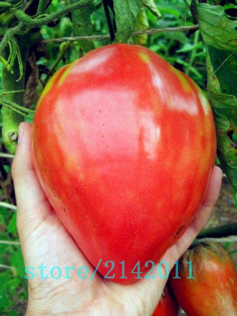 Семена помидор «Красные гиганты» Kacasesi (100 шт./пак.)