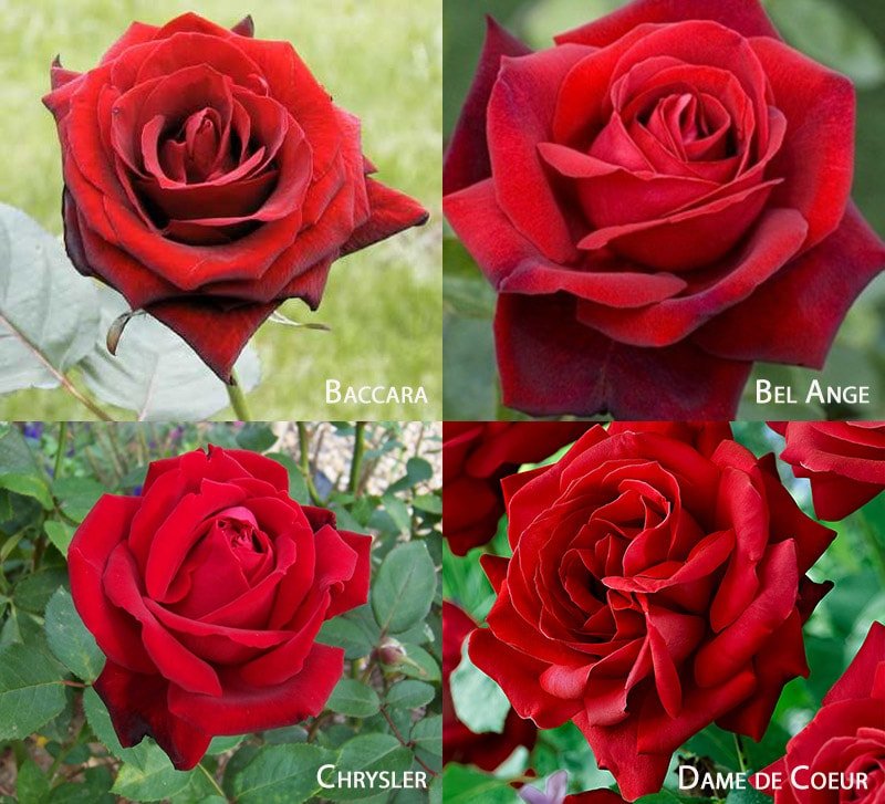 Сорта красных роз: Baccara, Chrysler, Dame de Coeur, Bel Ange