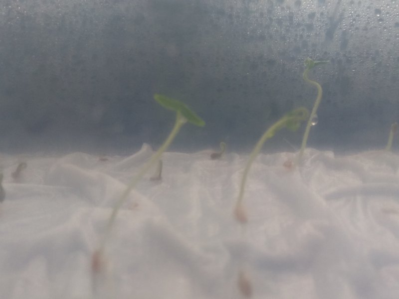 Семена прорастают на 3 день
