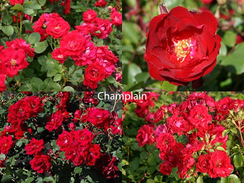 Champlain - сорт канадских роз