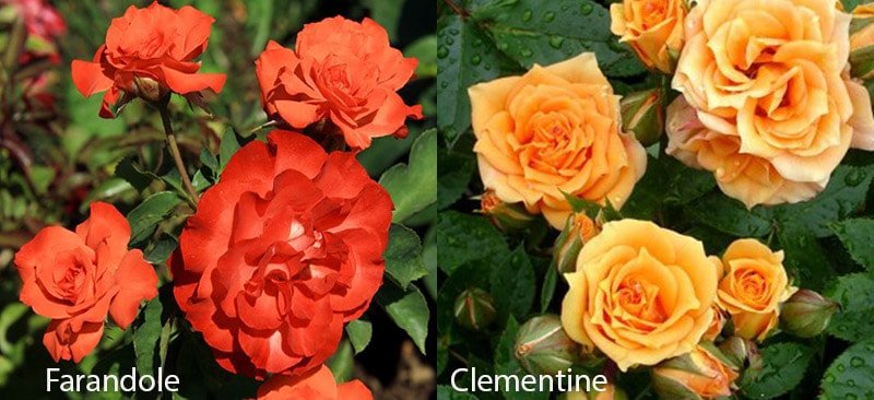 Оранжевые розы, сорта Farandole, Clementine (Клементина)