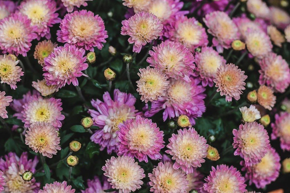 ТОП-5 однолетних цветов для дачи. Хризантемы фото 3